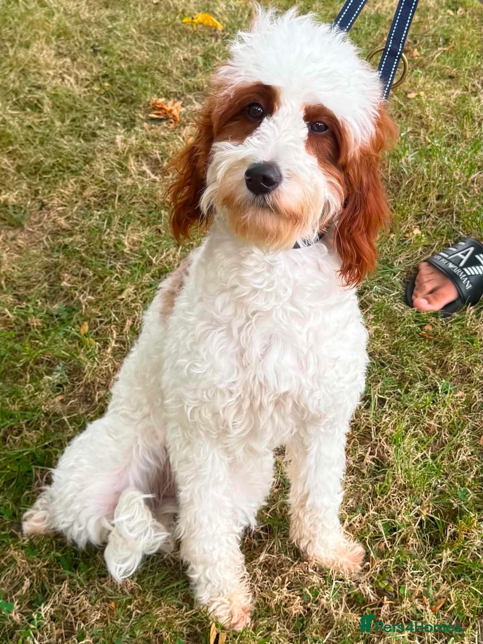 Cavapoo dogs GORGEOUS CAVAPOO GIRL FOR SALE! - Advert 2
