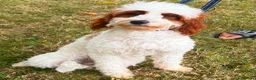 Cavapoo dogs for sale: GORGEOUS CAVAPOO GIRL FOR SALE! - Advert 1