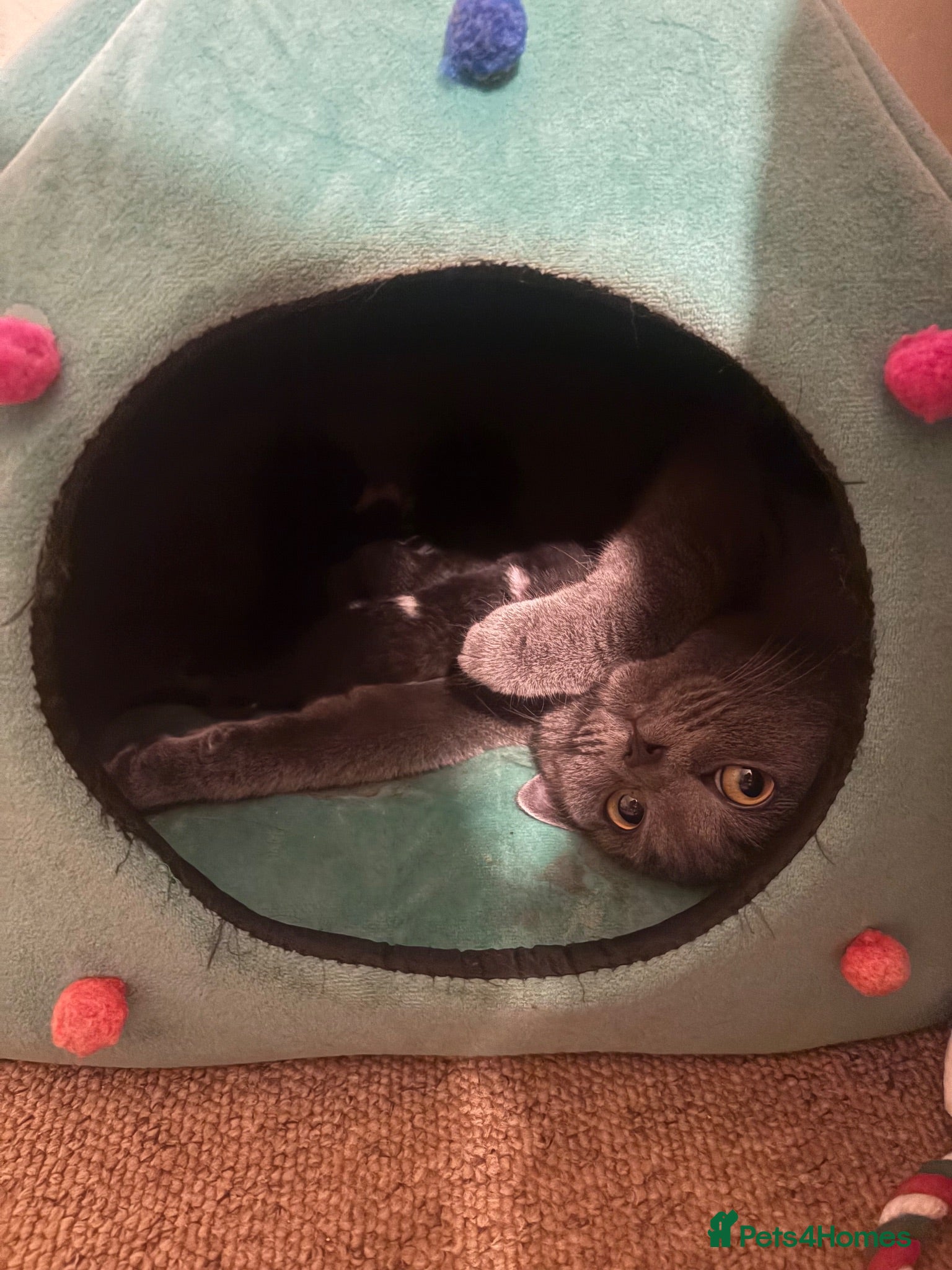 Mixed Breed cats Kittens for sale  - Advert 1