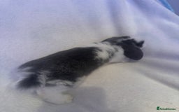 Mini Lop rabbits for sale: 3 Mini lops  - Image 3