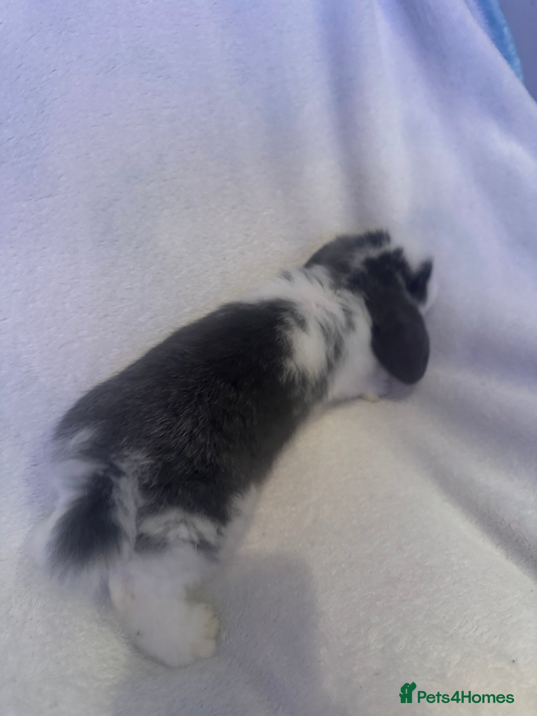 Mini Lop rabbits for sale: 3 Mini lops  - Image 3