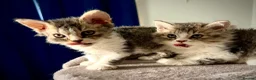Selkirk Rex cats for sale: Gorgeous Selkirk rex kittens 😻 - Advert 1