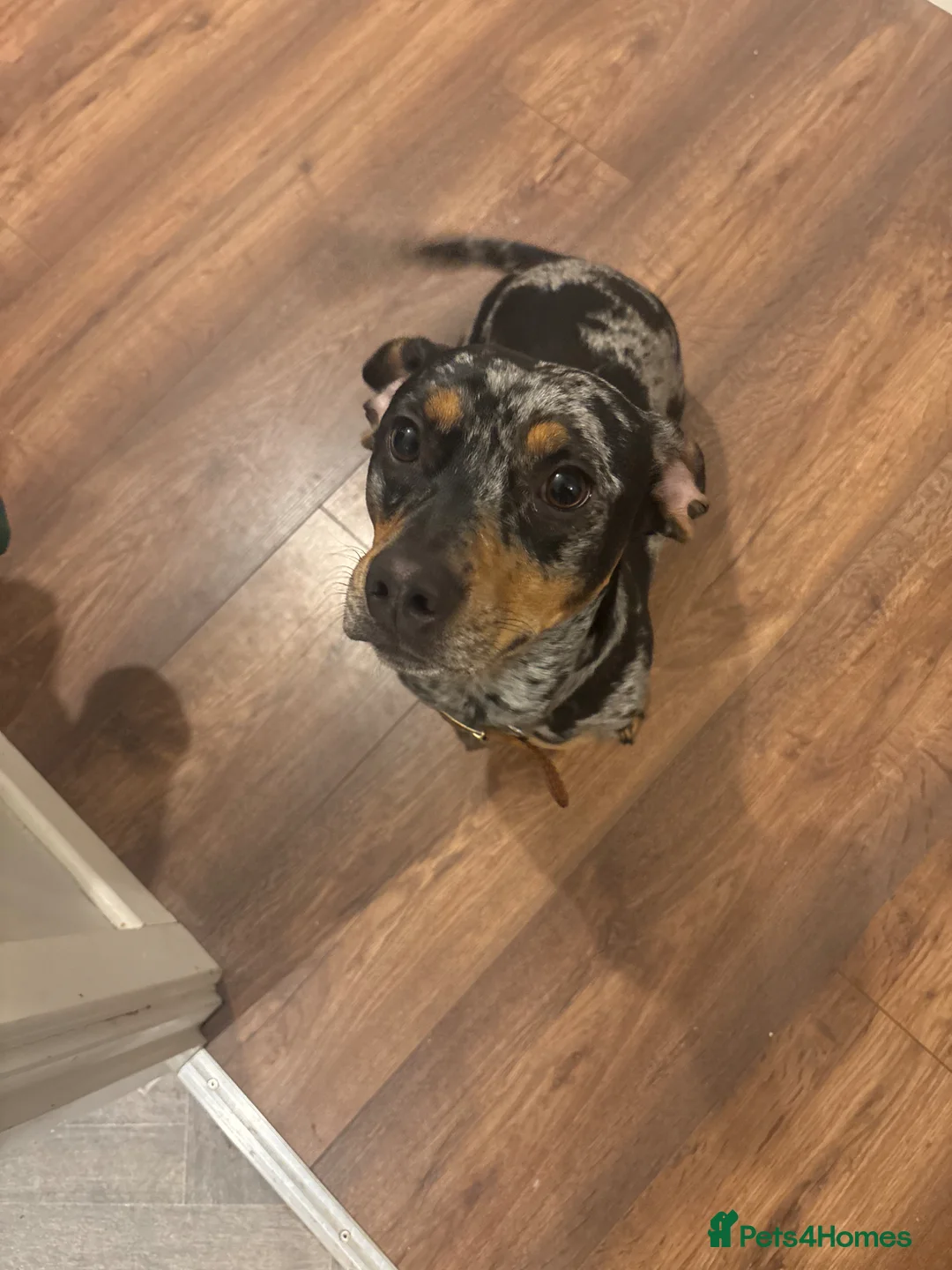 Mixed Breed dogs for sale: Koopa - dapple dachshund - Advert 1