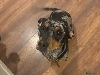 Mixed Breed dogs Koopa - dapple dachshund - Advert 1