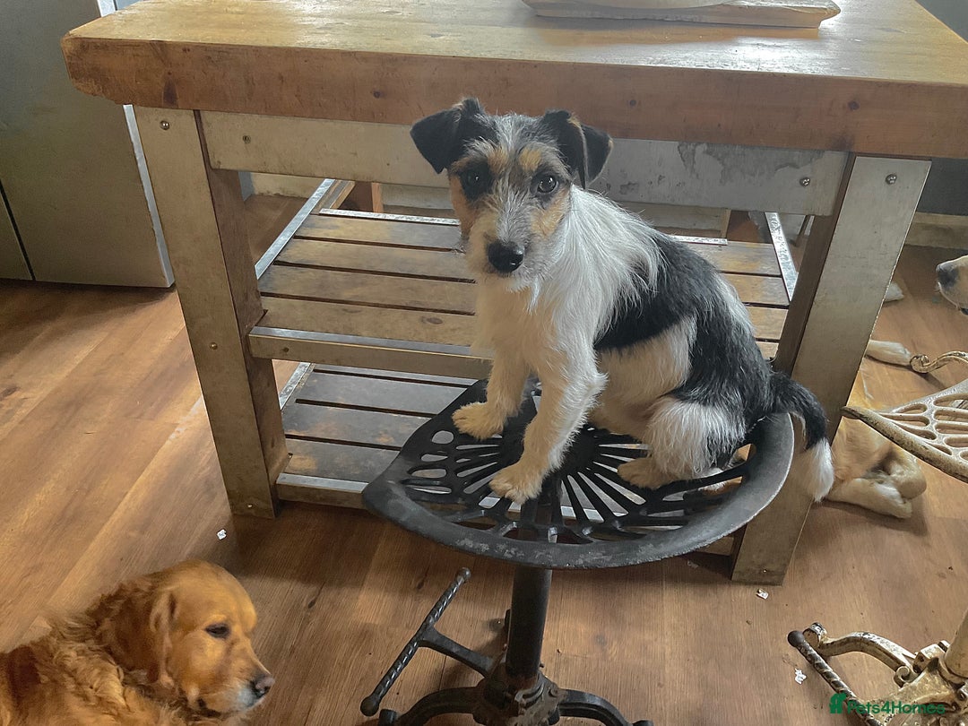 Jack Russell dogs for sale: Gorgeous Jack Russell puppies  - Image 14