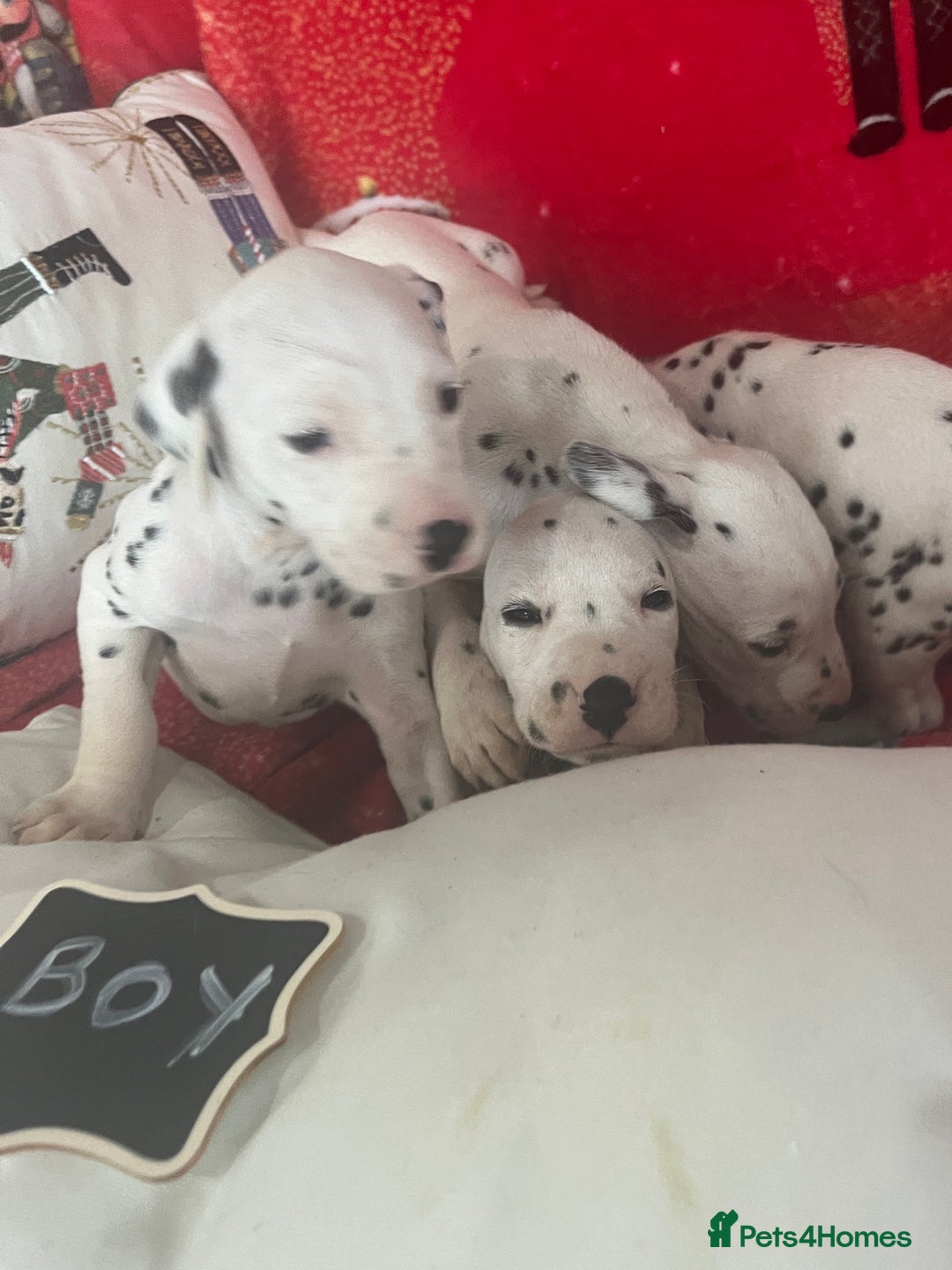 Dalmatian dogs for sale: Top quality Dalmatian puppies 5* homes  - Advert 20