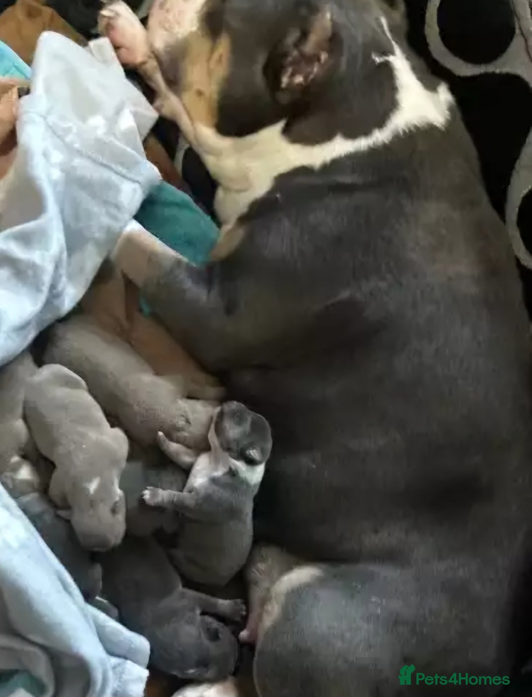 American Bully dogs for sale: Blue female pocket bully  - Advert 5