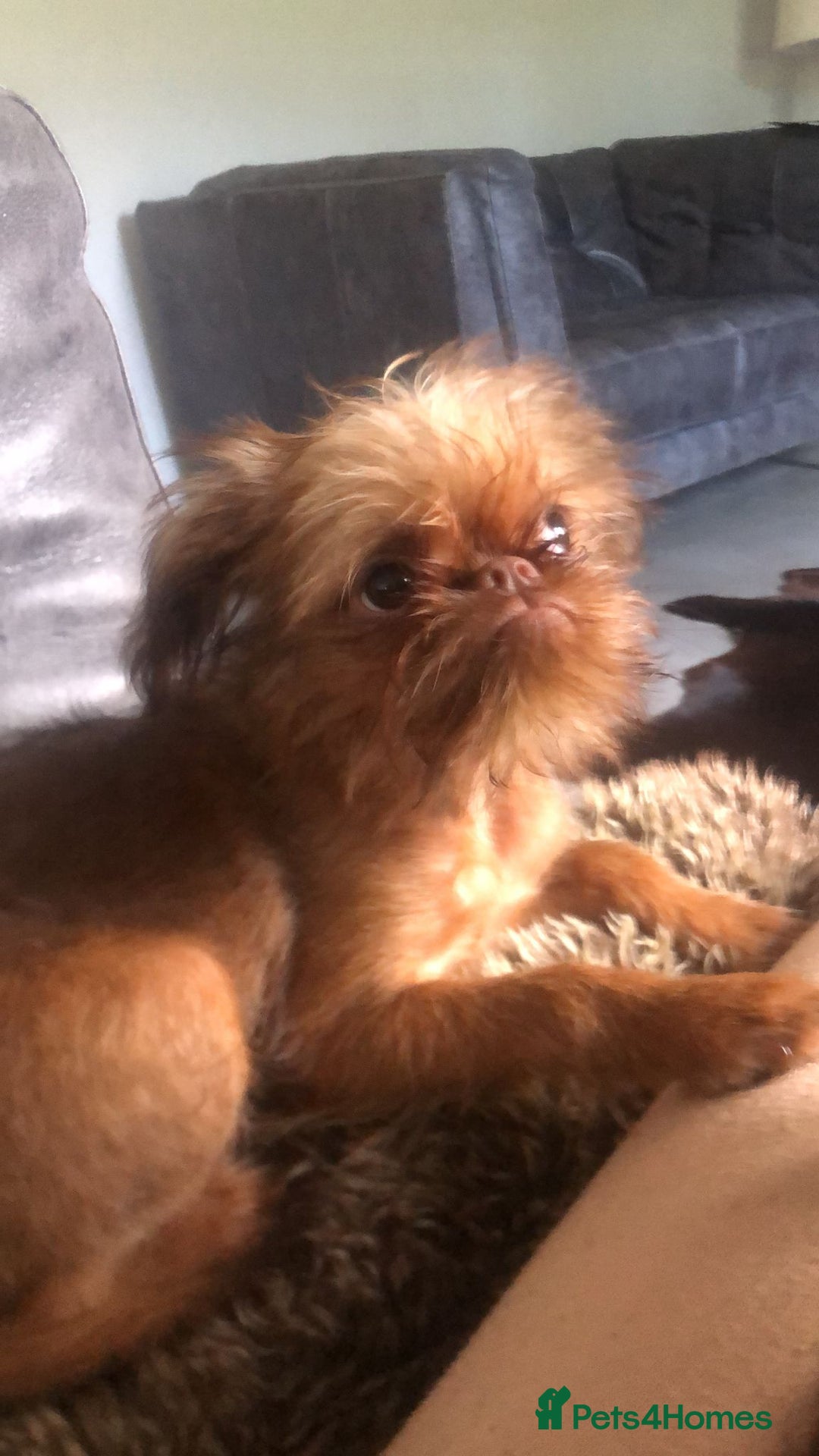 Griffon Bruxellois dogs for sale: Cute Female Griffon  - Advert 1