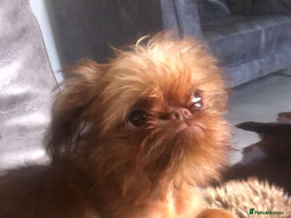 Griffon Bruxellois dogs Cute Female Griffon - Advert 1