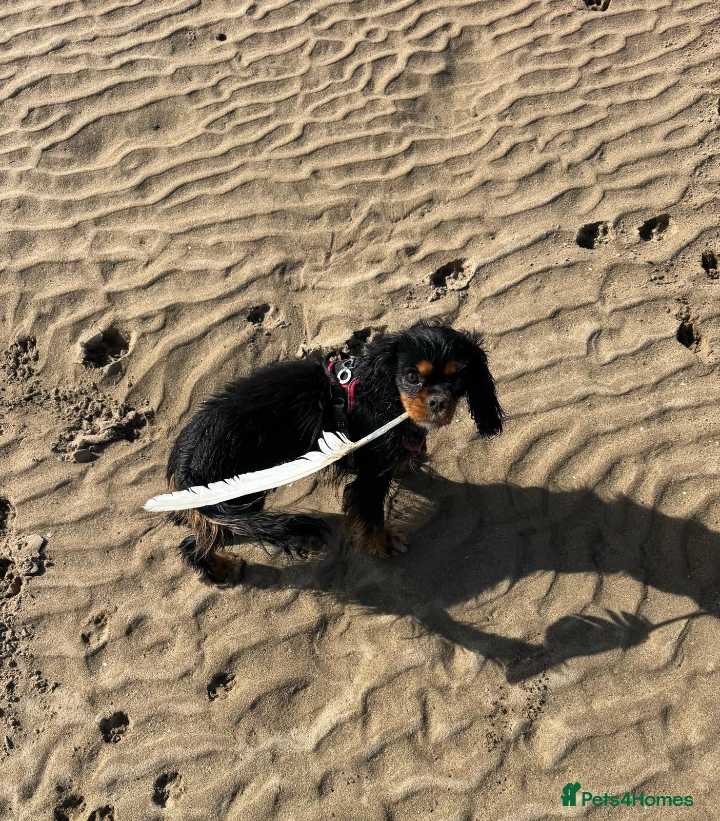 Cavalier King Charles Spaniel dogs KC registered CKC Spaniel Puppies - Advert 12