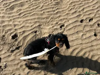 Cavalier King Charles Spaniel dogs KC registered CKC Spaniel Puppies - Advert 3