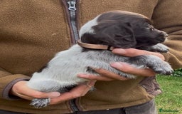 Cocker Spaniel dogs for sale: KC Reg Working Cocker spaniel puppies roan - Image 17