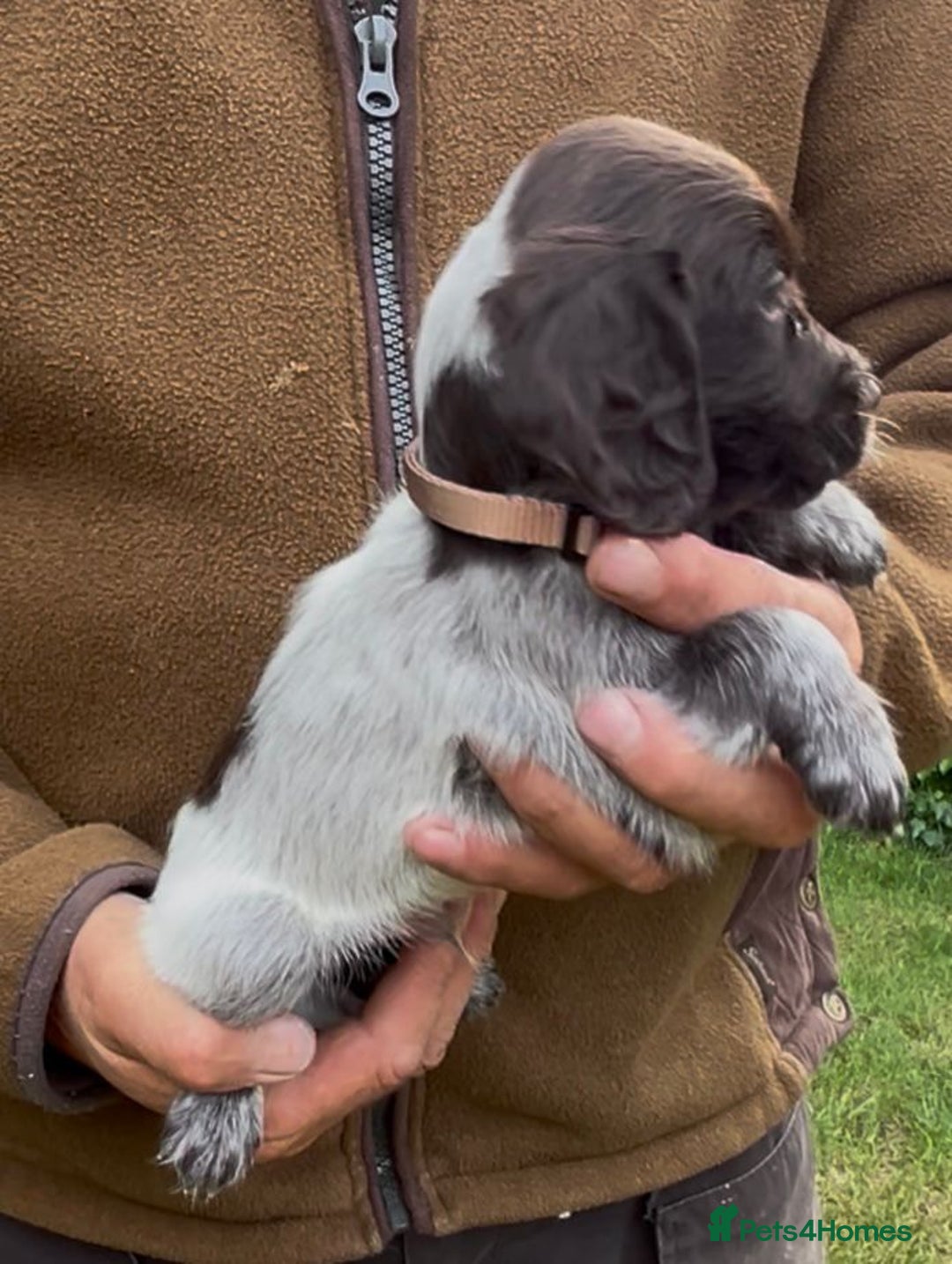 Cocker Spaniel dogs for sale: KC Reg Working Cocker spaniel puppies roan - Image 17