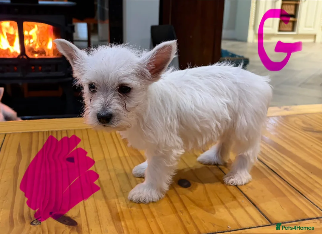 West Highland Terrier dogs for sale: West Highland Terrier puppies.  - Advert 16