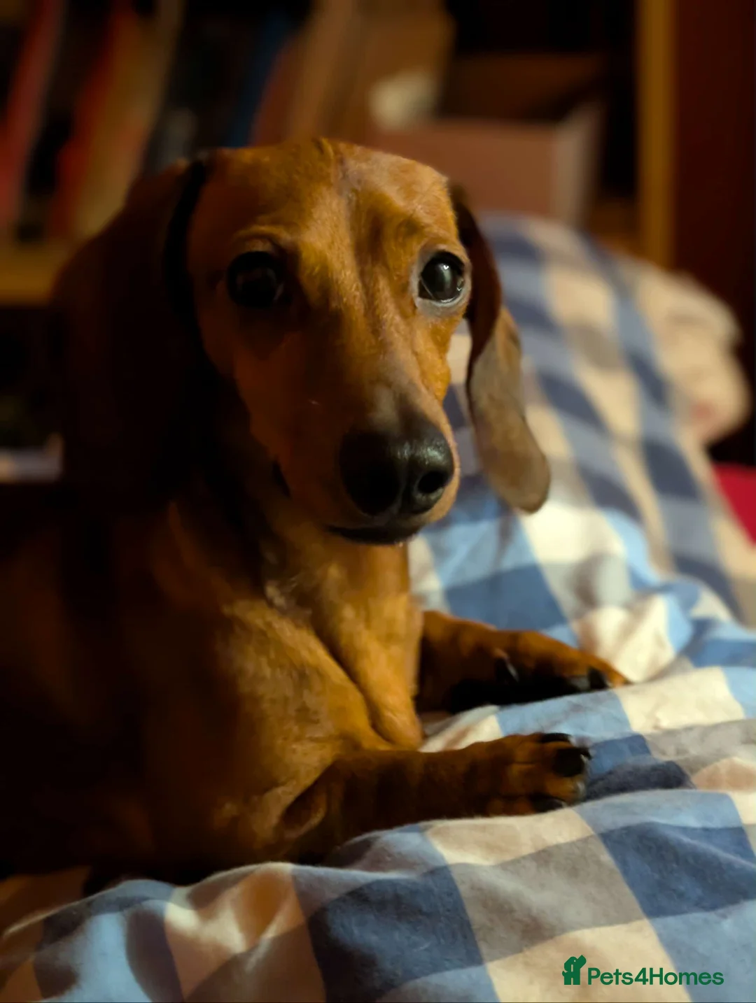 Gallery Image {{count}}