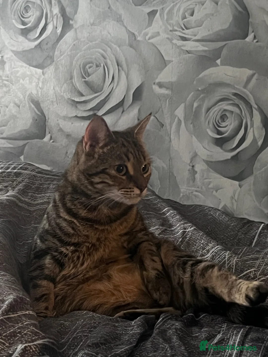 Mixed Breed cats for sale: Stunning 12 week Old Bengal Mix Kittens - Advert 12
