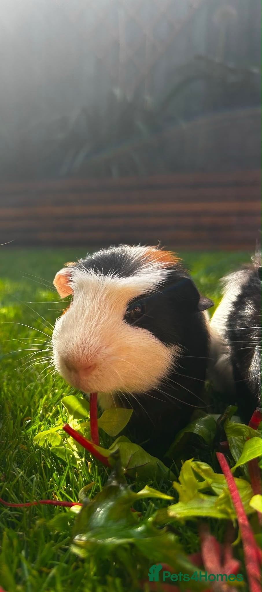 Guinea Pig rodents Male guinea pig eight months old - Advert 1