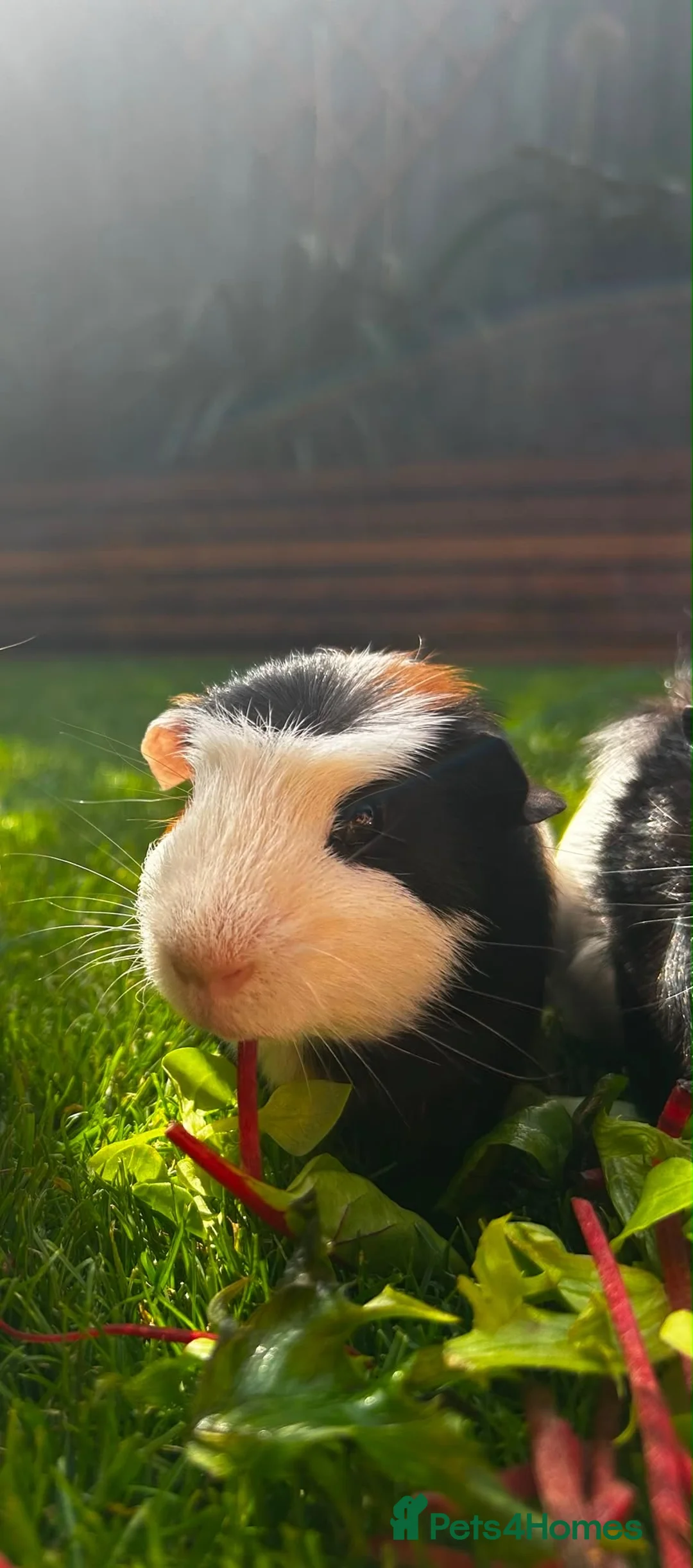 Guinea Pig rodents for sale: Male guinea pig eight months old in Loughborough - Advert 1