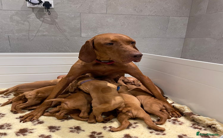 Hungarian Vizsla dogs - Advert 7
