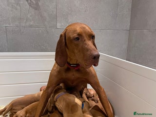 Hungarian Vizsla dogs - Advert 5