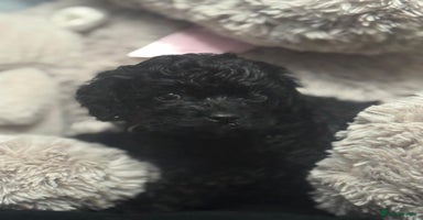 Cavapoo dogs - Advert 8