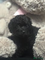 Cavapoo dogs - Advert 8