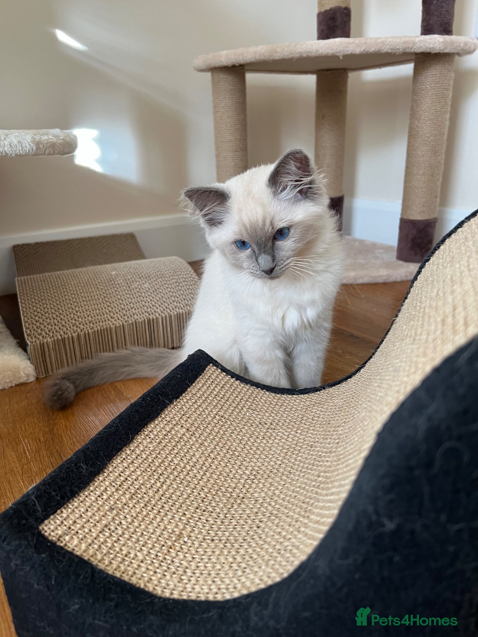 Ragdoll cats  Ragdoll male kitten  - Advert 15