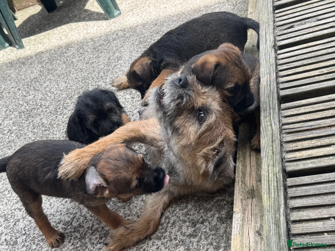 Border Terrier dogs for sale: Border terrior puppies  in Blackwood - Advert 1