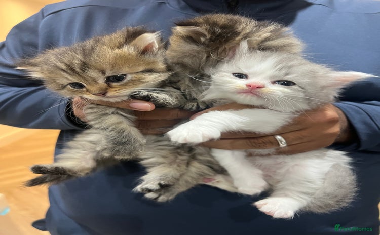 Mixed Breed cats - Advert 1