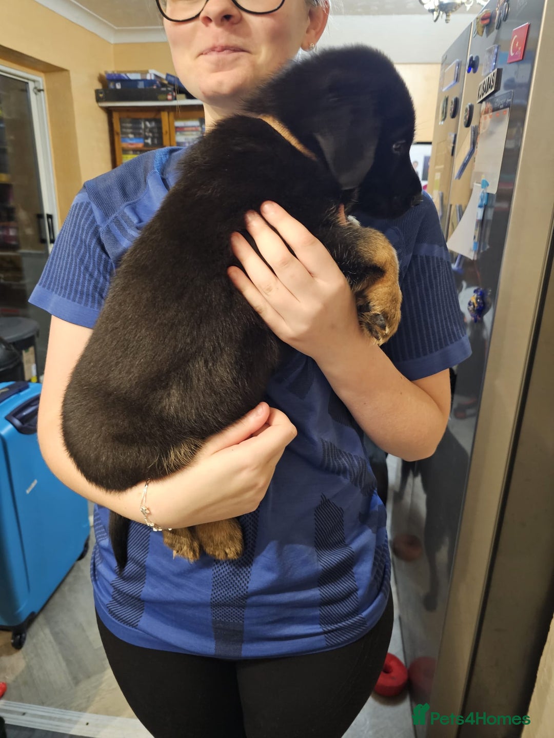 Mixed Breed dogs for sale: German Shepherd x lab pups for sale - Advert 6