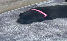 Labrador Retriever dogs for sale: Black labradors  - Image 8
