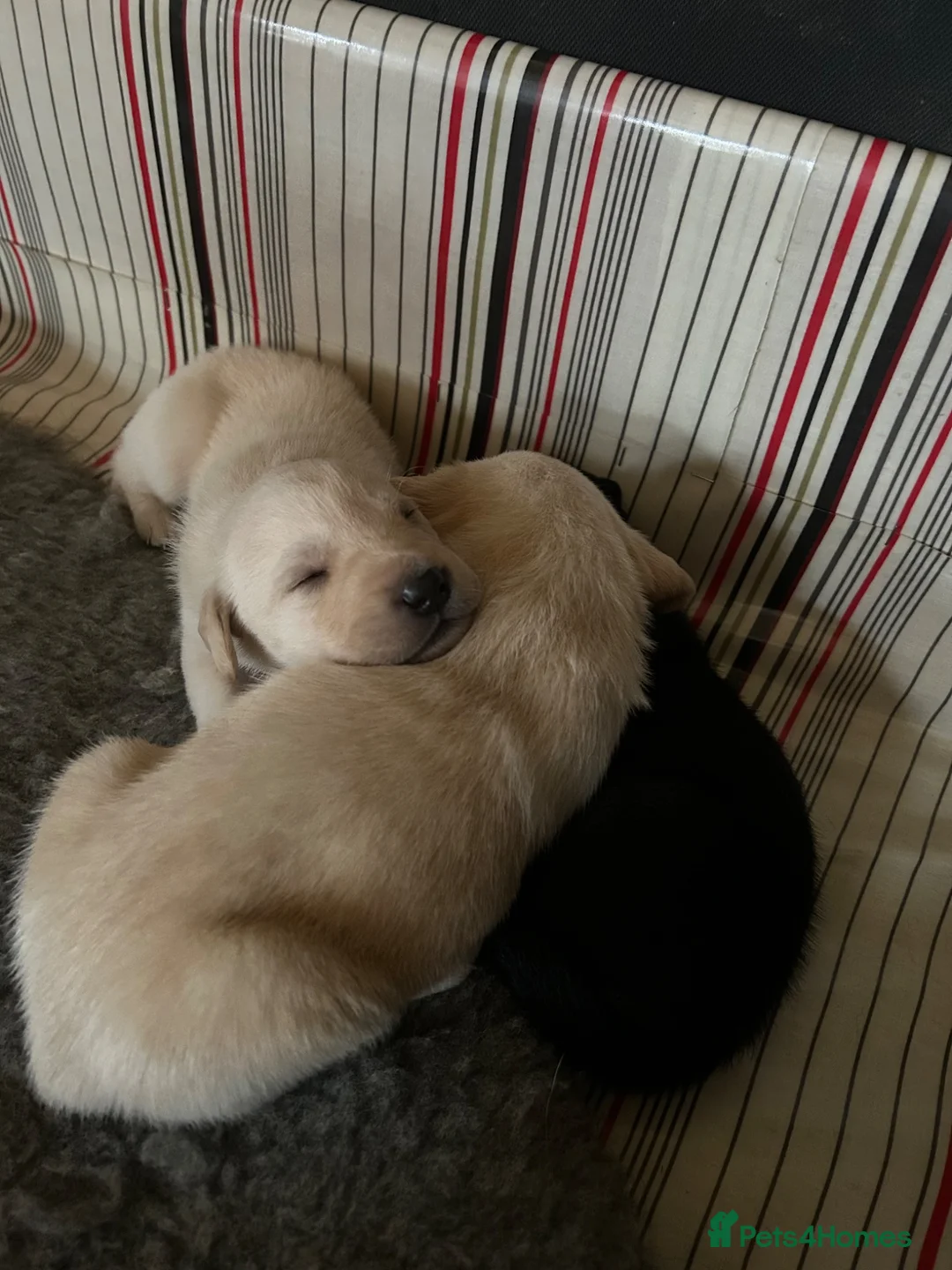 Labrador Retriever dogs for sale: KC registered Labrador puppies  - Advert 2