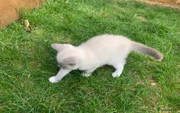 Ragdoll cats for sale: Half breed Ragdoll female kitten available  - Image 8