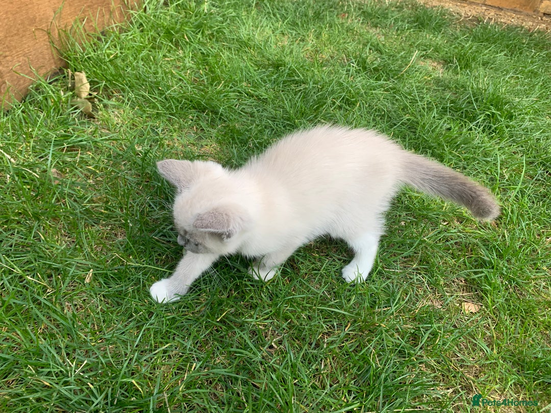 Ragdoll cats for sale: Half breed Ragdoll female kitten available  - Image 8