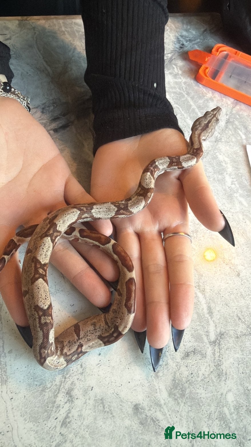 Boa Snake reptiles Various types of snakes  - Advert 9