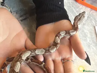 Boa Snake reptiles Various types of snakes - Advert 9