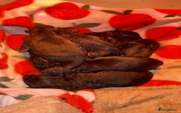 German Shepherd dogs for sale: Family reared GSD pups.  - Image 7