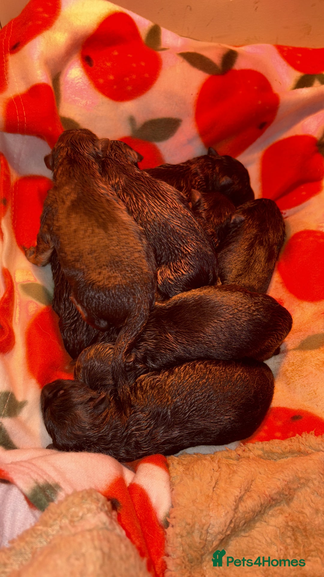 German Shepherd dogs for sale: Family reared GSD pups.  - Image 7