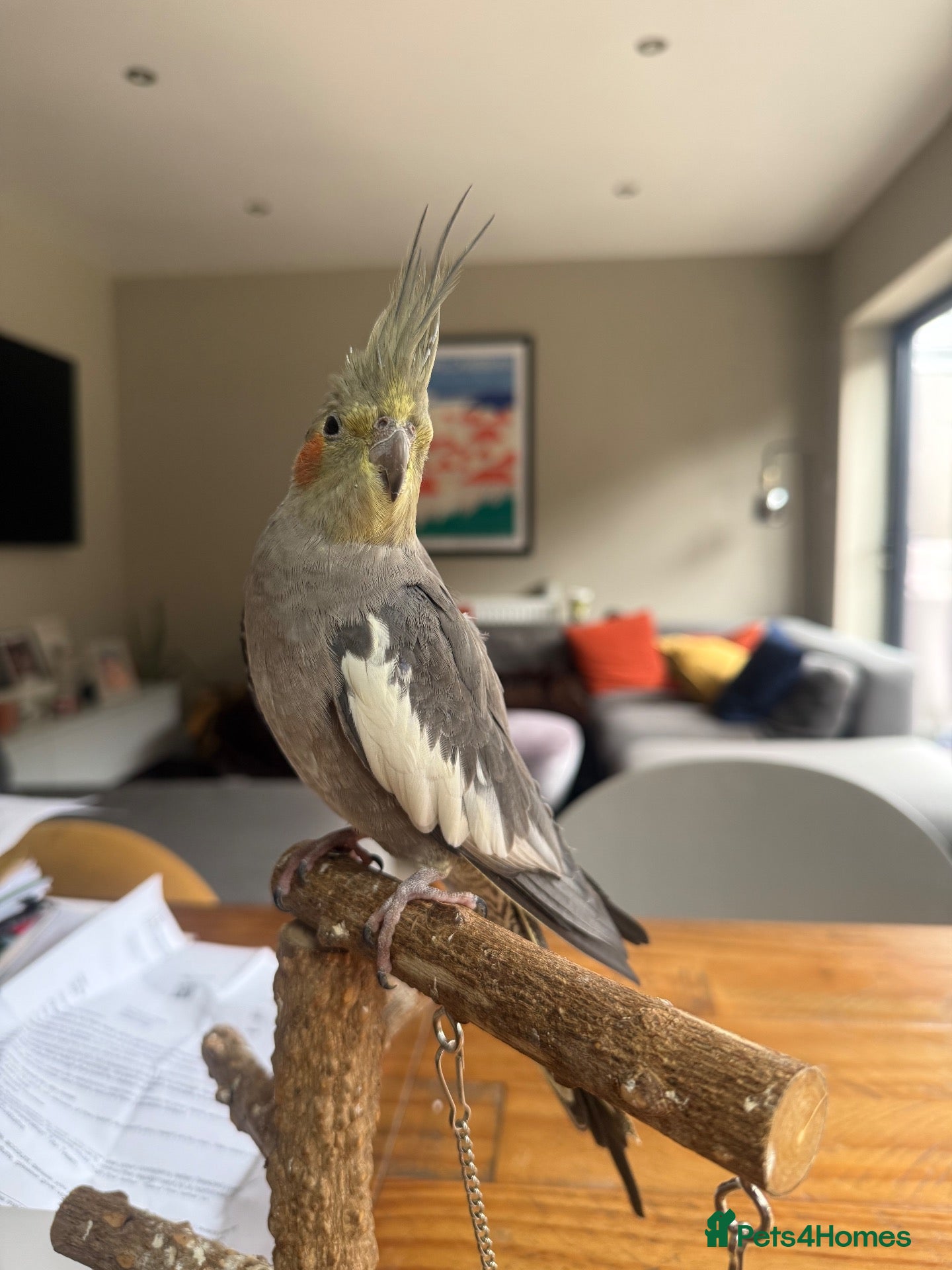 Cockatiels birds Female cockatiel  - Advert 4