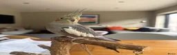 Cockatiels birds for sale: Female cockatiel  - Advert 1