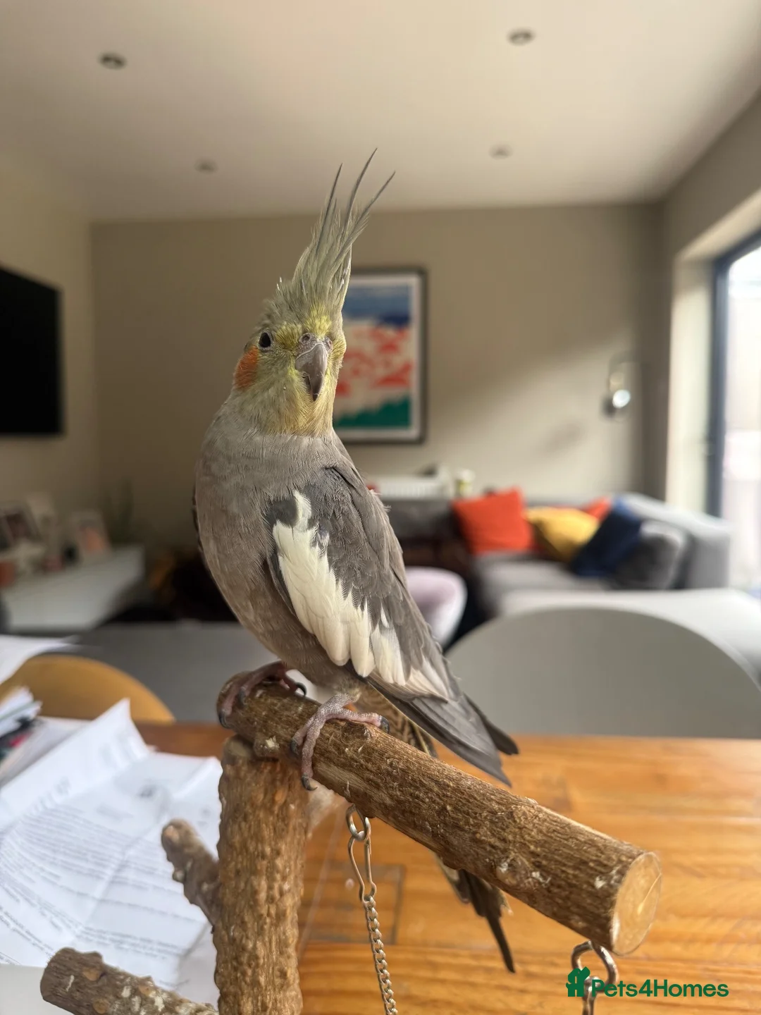 Cockatiels birds for sale: Female cockatiel  - Advert 1