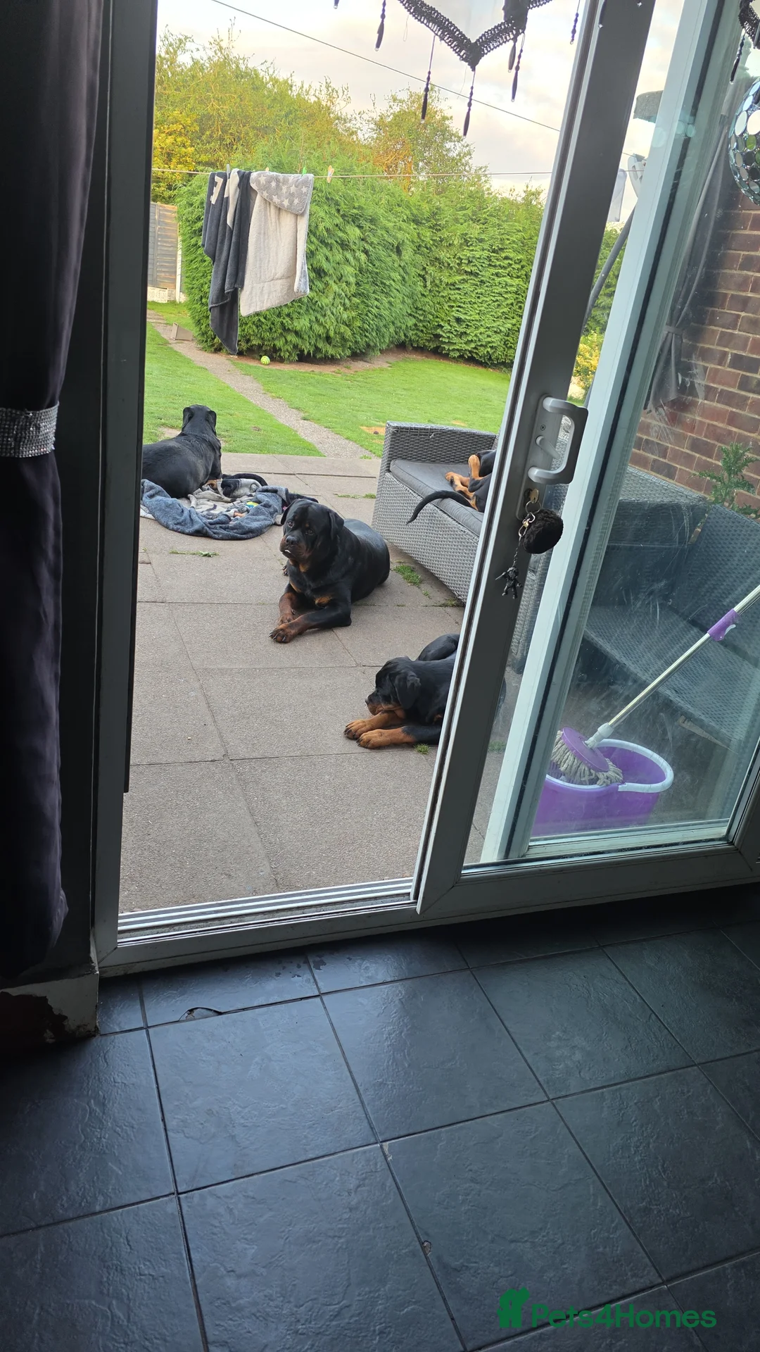 Rottweiler dogs for sale: Roxi zoe  - Advert 1