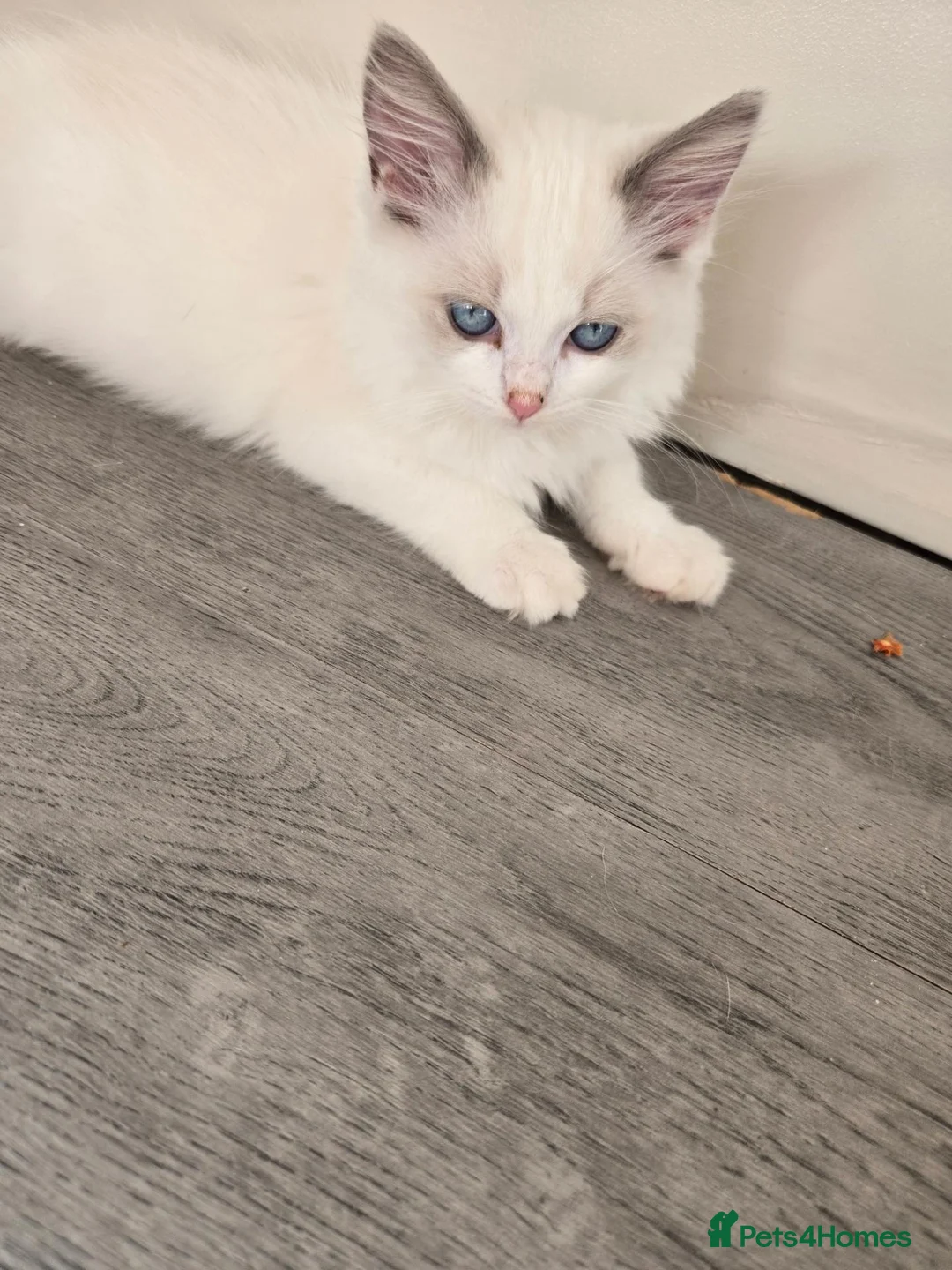 Ragdoll cats for sale: My last boy ragdoll  - Advert 1