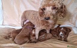 Cavapoo dogs for sale: Beautiful F1 cavapoo puppies - Image 25