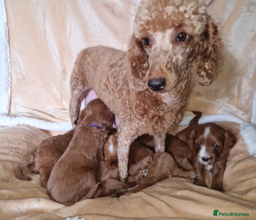 Cavapoo dogs for sale: Beautiful F1 cavapoo puppies - Image 25