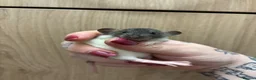 Rat rodents for sale: Gorgeous pedigree dwarf rat pups - Advert 5