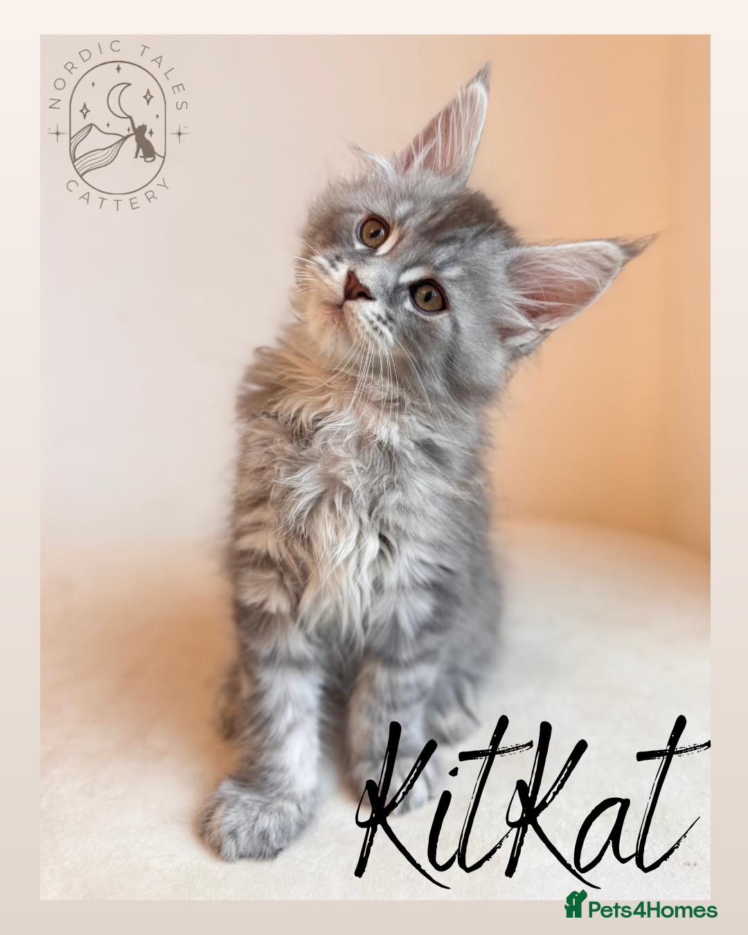 Maine Coon cats for sale: High Smoke, Smoke & Tabby Maine Coons - Advert 17