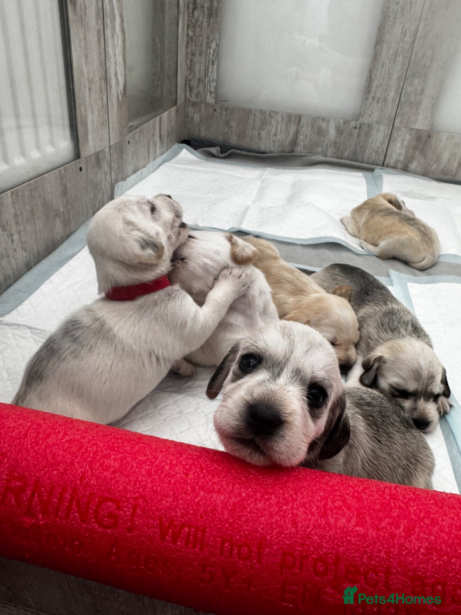 Mixed Breed dogs Westie X Cocker Spaniel - Advert 4