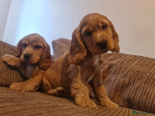 Cocker Spaniel dogs Golden Cocker Spaniel puppies - Advert 14