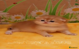 British Shorthair cats for sale: ✨Show quality Golden British Shorthair babies ✨ - Image 1